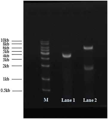 One-plasmid double-expression system for preparation of MS2 virus-like particles packaging SARS-CoV-2 RNA